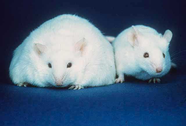 The mouse on the left is the famous leptin mouse, a classic model of obesity. He basically suffers from metabolic disorder leading to profound obesity. The leptin mouse is a notoriously sick mouse, suffering from hypertension, diabetes, acute inflammation, arthritis, and signs of rapid aging. This mouse is not sick because we don't have access to a scale big enough to weigh it. 