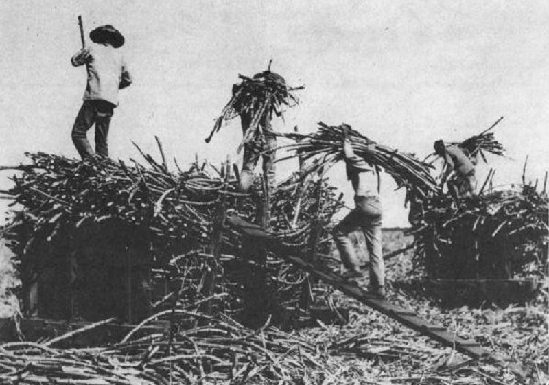 Chinese laborers, many of whom were basically indentured servants, work a sugar plantation in Hawaii in the 1900s.